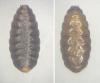 Phytomyza sp.